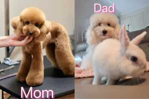 Only 3 Left❣️❣️Purebred Toy Poodle，Red and Apricot 