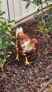 FREE Rhode Island Red Roosters 4 Avaliable 16 Weeks Old