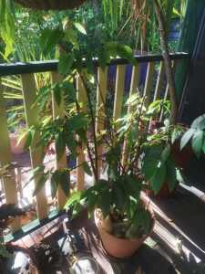 Large plants - dracaenas, ponytails, frangipanis, jasmine - Bayswater