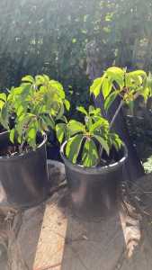 Virginia Creeper plants 20 cm pots $5.00