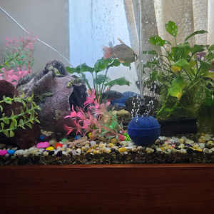 Variety of fish and fish tank