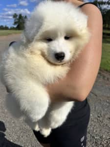 Beautiful Pure Breed Samoyed Puppy’s FEMALE PUPPY AVAILABLE NOW!!!