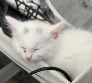 Charity kitten Adoption Day 24 Mar