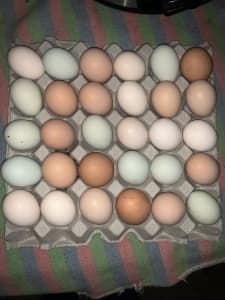 Fertile eggs 