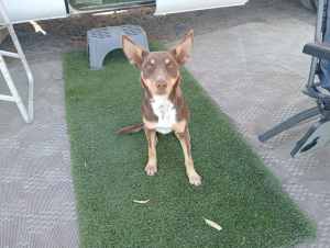 Red cloud Kelpie (pure bred) puppy