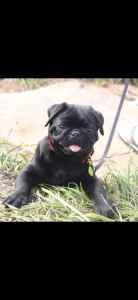 Black pug for sale