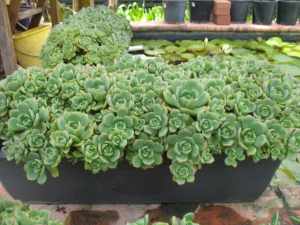 Large succulent plants for Mothers day