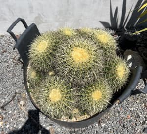 Golden Barrel Cactus , old multi head clump , Feature plant
