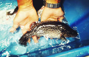 Australian native fish Murray cod 12-26CM