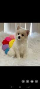 Pomeranian puppies for sale!