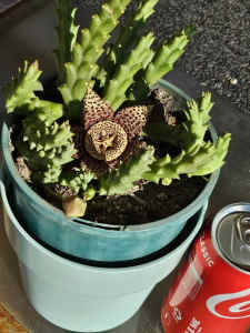 Stapelia succulent established with roots, flower bloomed 