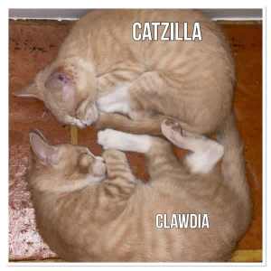 Clawdia & Catzilla - Perth Animal Rescue Inc vet work cat/kitten