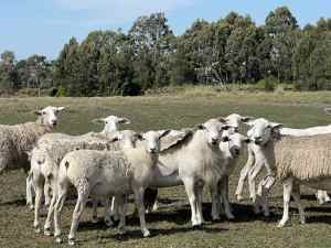 Australian White Sheep bred from stud Ram