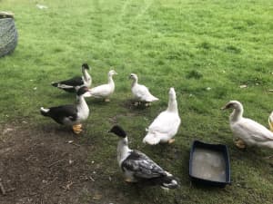 Muscovy drakes available + ducks - NEGOTIABLE 