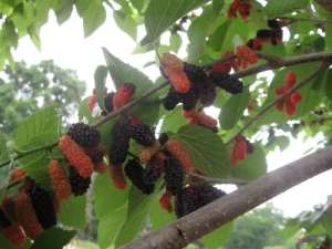 Mulberry tree plant Black in pot very juicy sweet