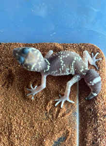 3x Thick tail geckos - reptile-lizard