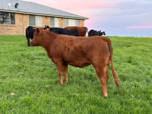 Limousine cow / heifer 20 months old ready to join with bull