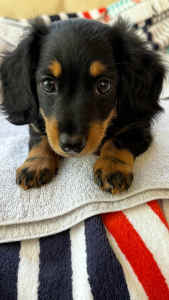 Gorgeous Long-haired Miniature Dachshund Puppy