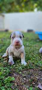 AMERICAN BULLY PUPS AVAILABLE ABKC REGISTERED 3 WEEKS YOUNG