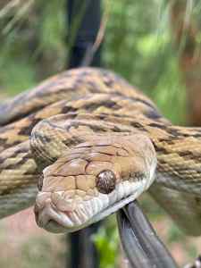 Scrub Python (Simalia Kinghorni)
