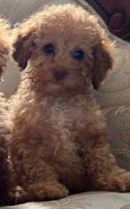 TOY POODLE PUPPY GIRL