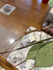 Crowned Stick insects for home or classroom
