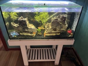 Fish tanks for sale including fish