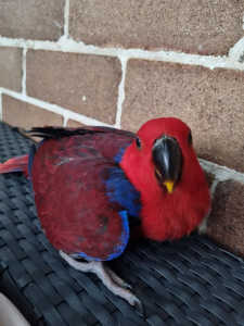 Baby grand eclectus 