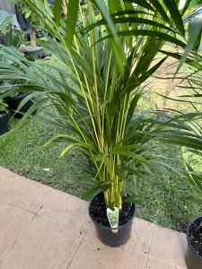 1.5m Golden Cane Palm $40 - Pickup Yagoona