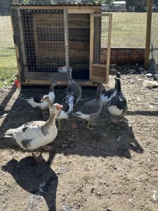 Young Geese, Muscovy Ducks and Appleyard Cross Ducks
