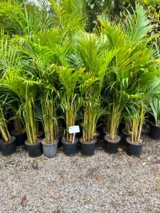 GOLDEN CANE PALMS ON SALE NOW IN THE NURSERY