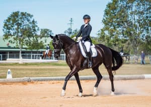 Dressage/Flatwork/Jumping Horse Riding Lessons
