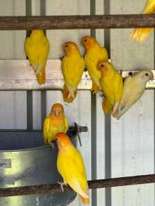 9 AVIARY LUTINO PEACHFACE LOVEBIRDS $40 EACH