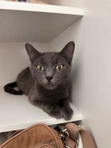 Russian Blue Cross, Hypoallergenic Free to a good home