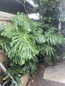 Huge Rare Large Form Monstera Deliciosa Cuttings