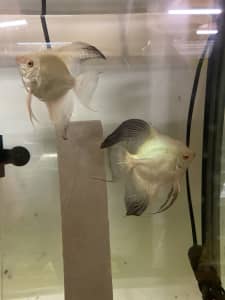 Angelfish / Angel fish - tropical fish - Bulgarian Seal Points