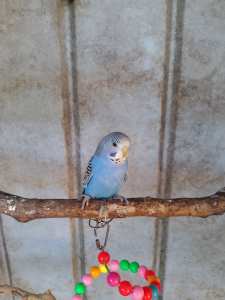 Baby Budgies For Sale