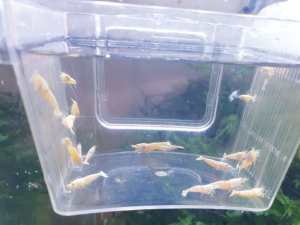 Quality rare snow white shrimps, raised in tap water. Crystal red CRS