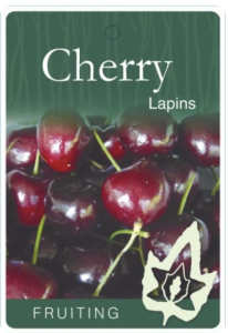 Cherry fruit trees for sale 45$ to 50$ each