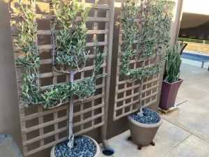 2 Mature Olive Trees Espalier in Pots - $350 each or both for $600