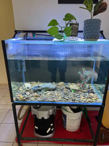Fish tank - Aqua one filter - Rocks & decorations - Fish & crayfish