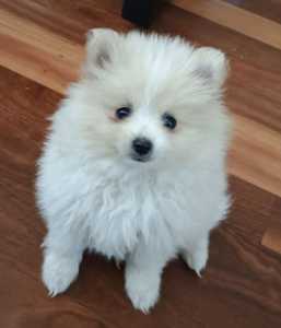 #1 Pup Left# Pomeranian 100% Pure bred Puppy 8 weeks old