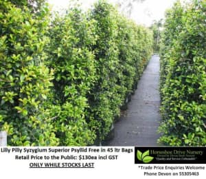 QUALITY PLANTS & GREAT CUSTOMER SERVICE- Trade & Public Welcome! Mudgeeraba Gold Coast South Preview