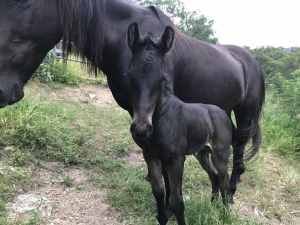Friesian Warmblood Mare and Colt