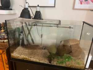 Fish turtles tank
