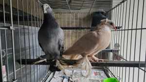 One pair of Iraqi pigeons