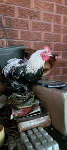 2 young Speckled Sussex mix roosters - Urgent Rehoming