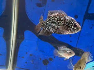 Young flower horn fish for sale