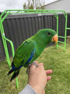 Hand reared male Eclectus baby