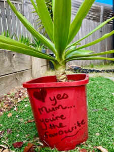Mothers Day? Gift a Yucca with a message (can be laminated & attached)